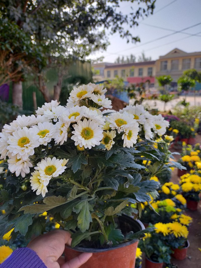 菊花（红，粉，黄，白，绿，紫）盆栽苗盆栽地栽品种齐全