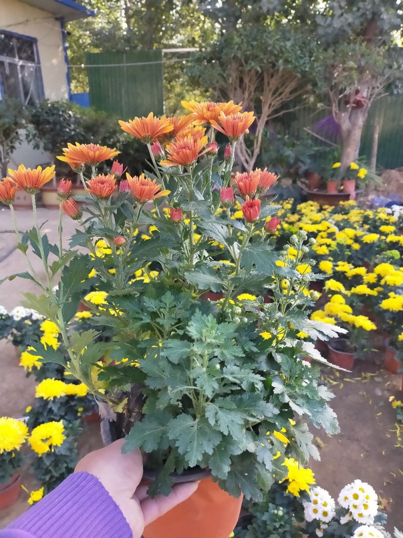 菊花（红，粉，黄，白，绿，紫）盆栽苗盆栽地栽品种齐全