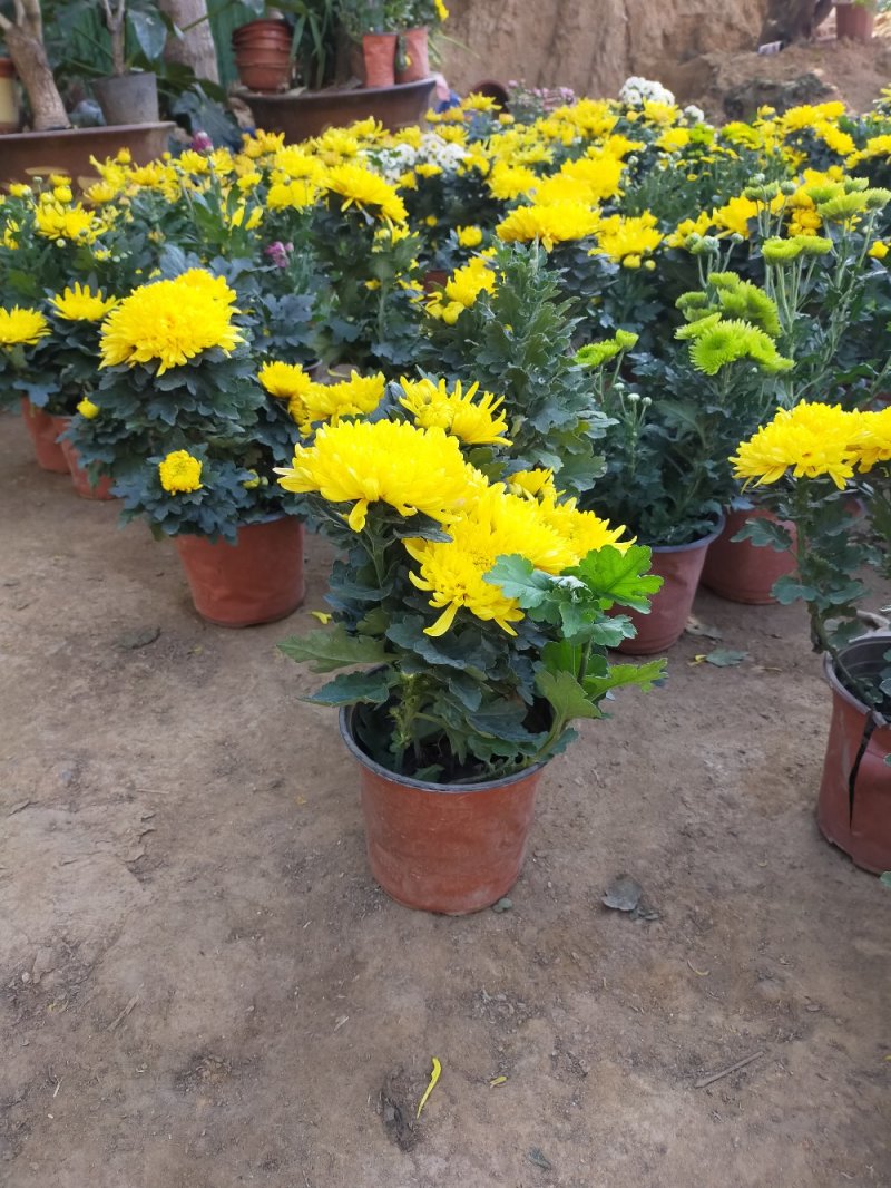 菊花（红，粉，黄，白，绿，紫）盆栽苗盆栽地栽品种齐全