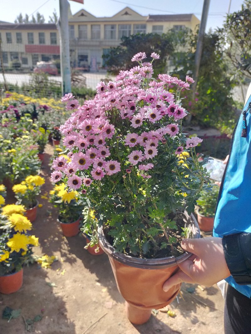 菊花（红，粉，黄，白，绿，紫）盆栽苗盆栽地栽品种齐全