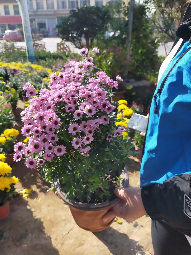 菊花（红，粉，黄，白，绿，紫）盆栽苗盆栽地栽品种齐全