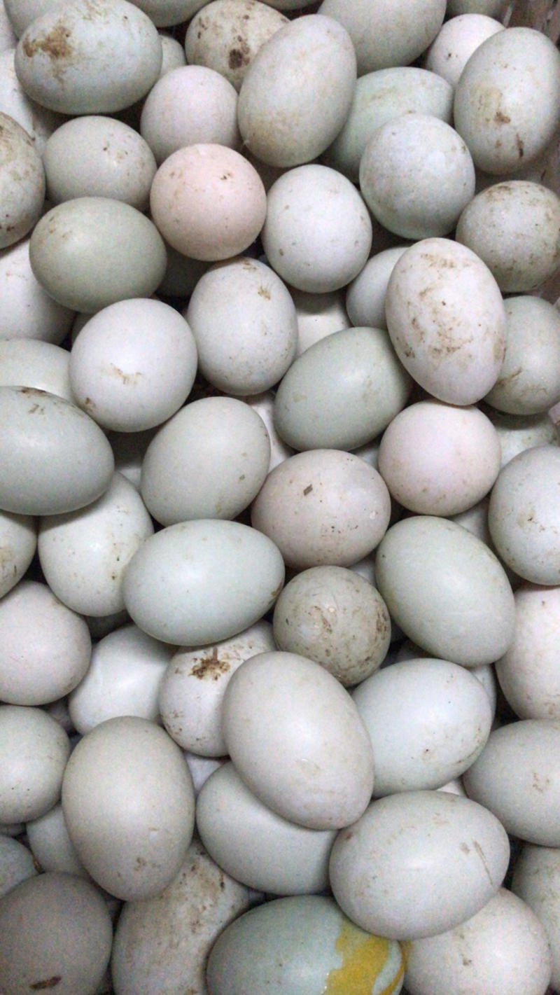 自家养殖新鲜鸭蛋，红黄心都有。
