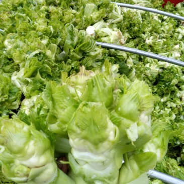 早儿菜