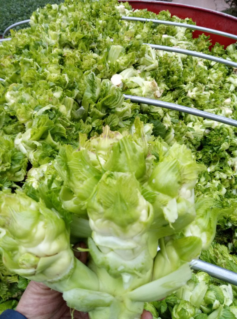 早儿菜
