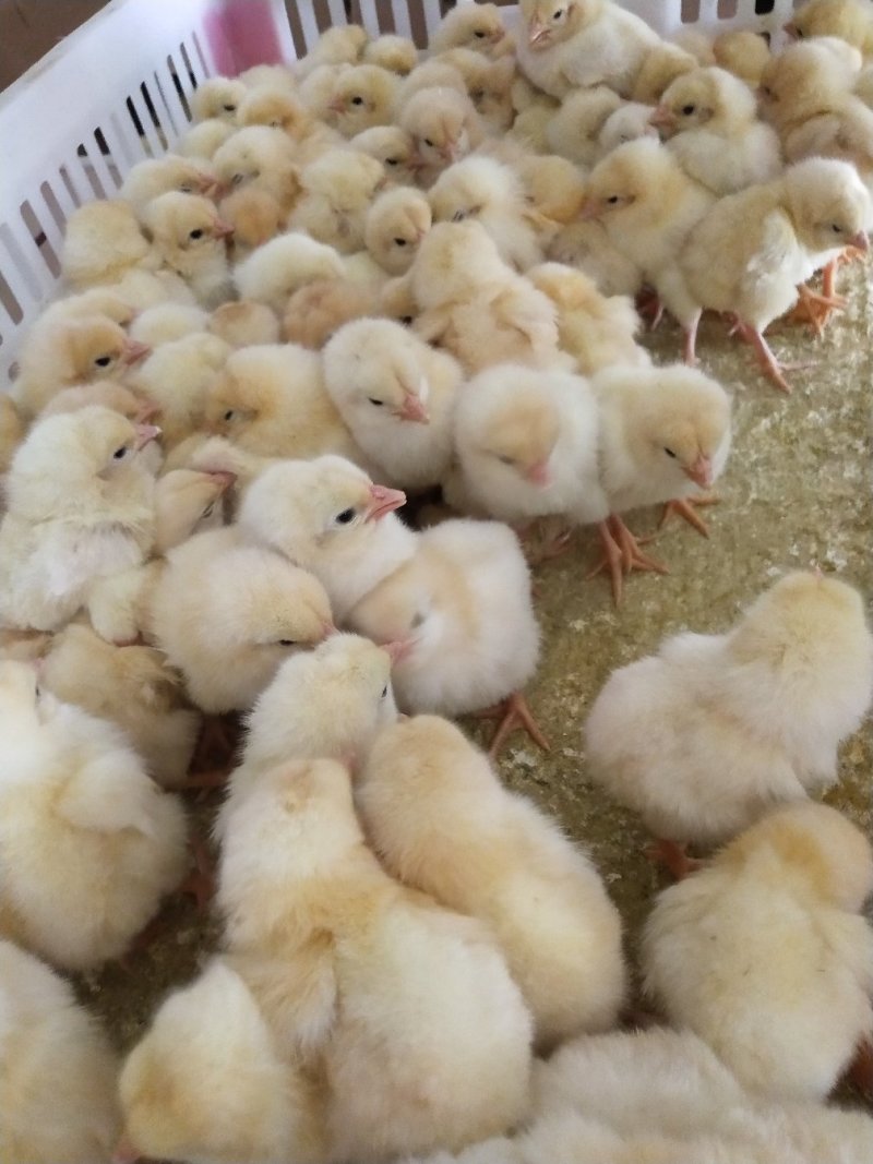 肉鸡苗817肉鸡苗白鸡苗包运输成活包疫苗，提供技术