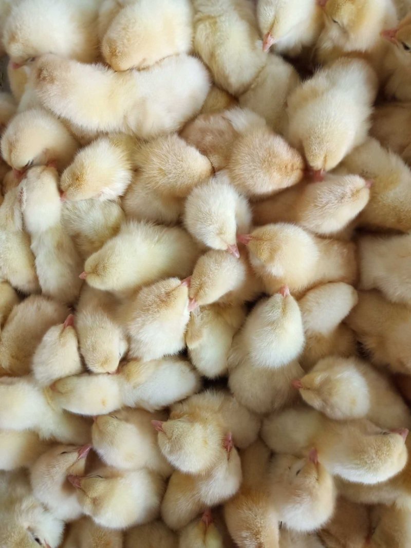 肉鸡苗817肉鸡苗白鸡苗包运输成活包疫苗，提供技术