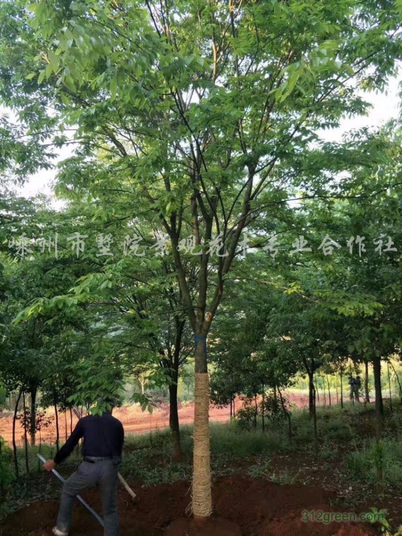 树木