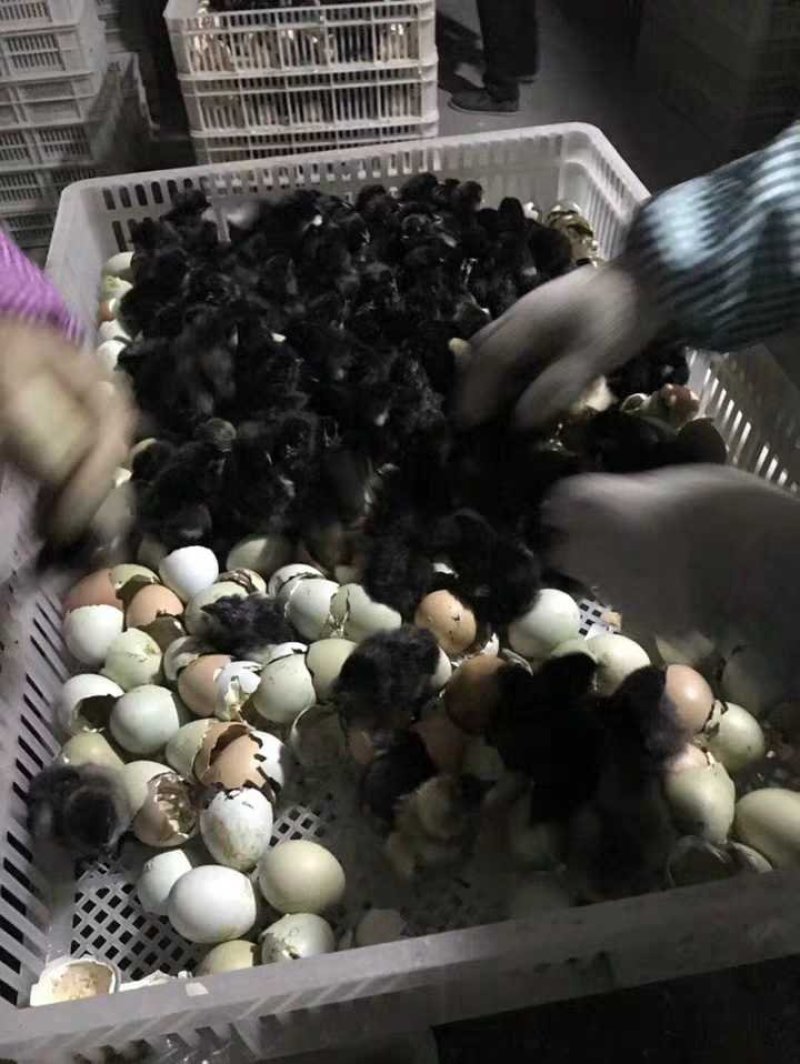 正宗黑鸡苗，黑土鸡苗批发包打防疫苗包成活率包技术