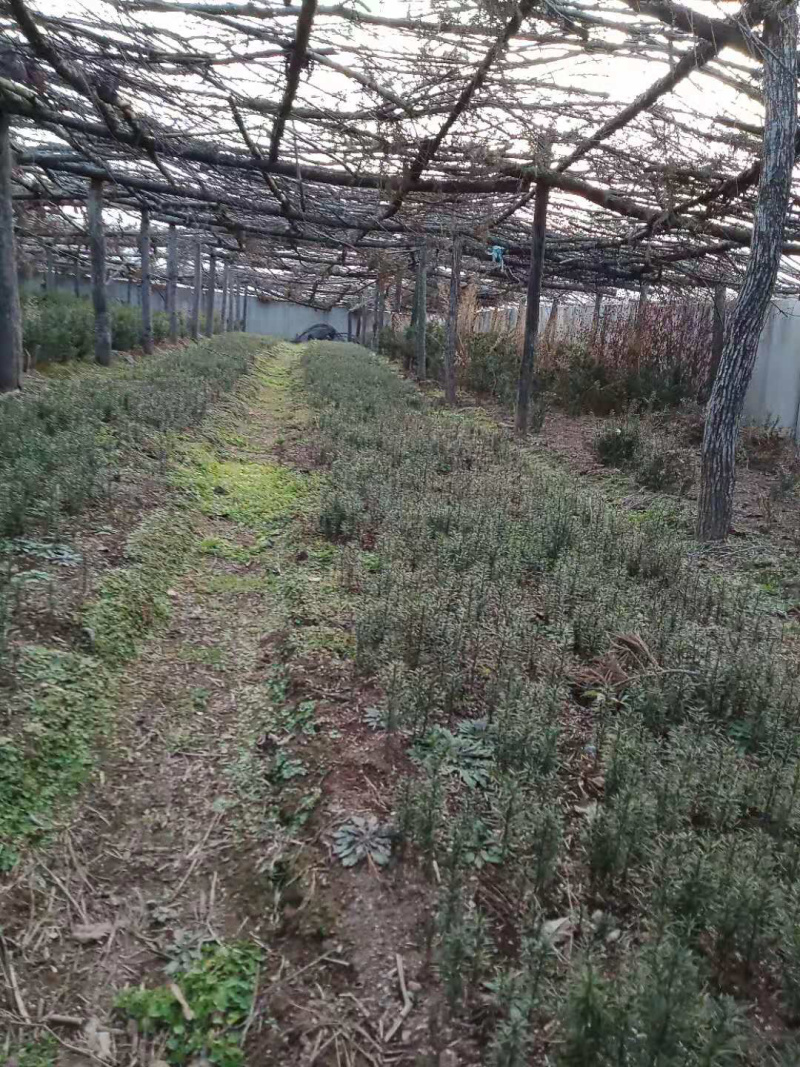 红豆杉