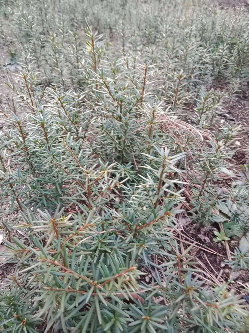红豆杉
