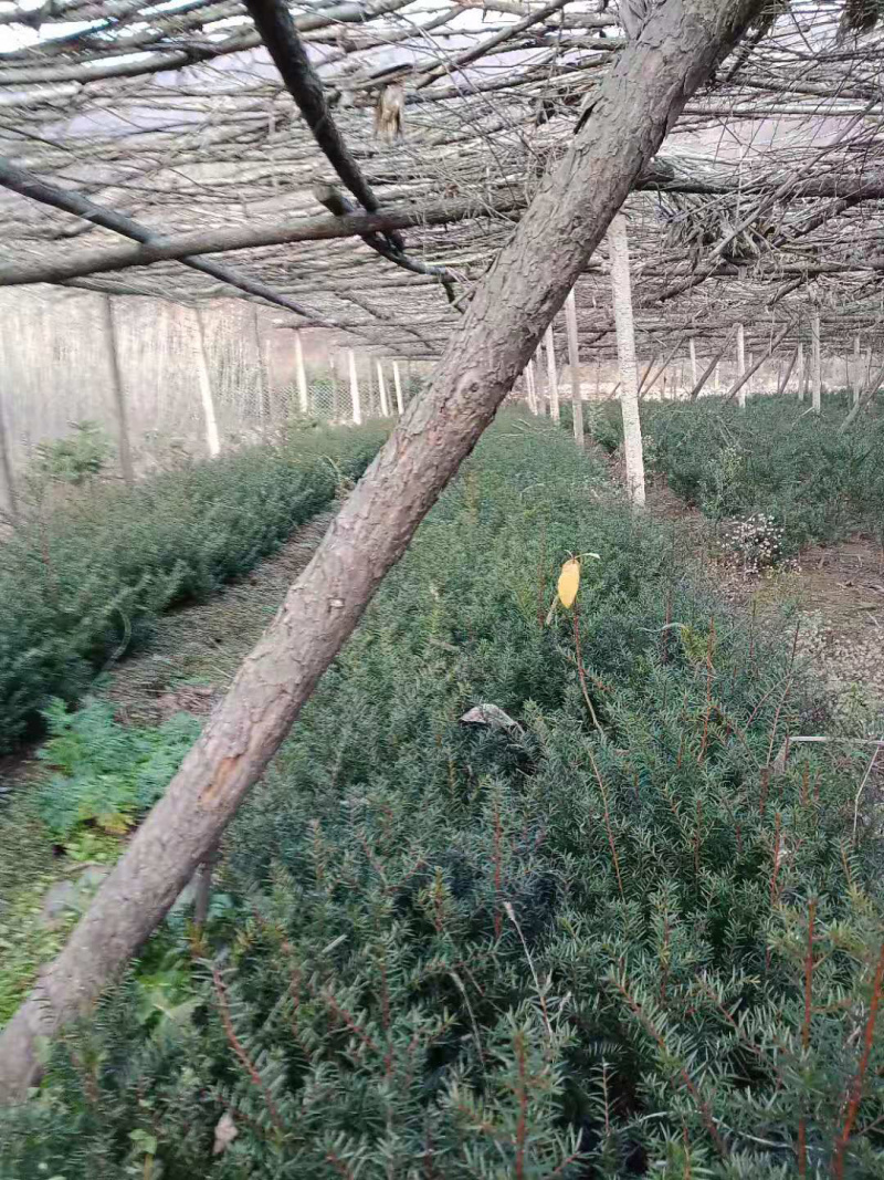 红豆杉