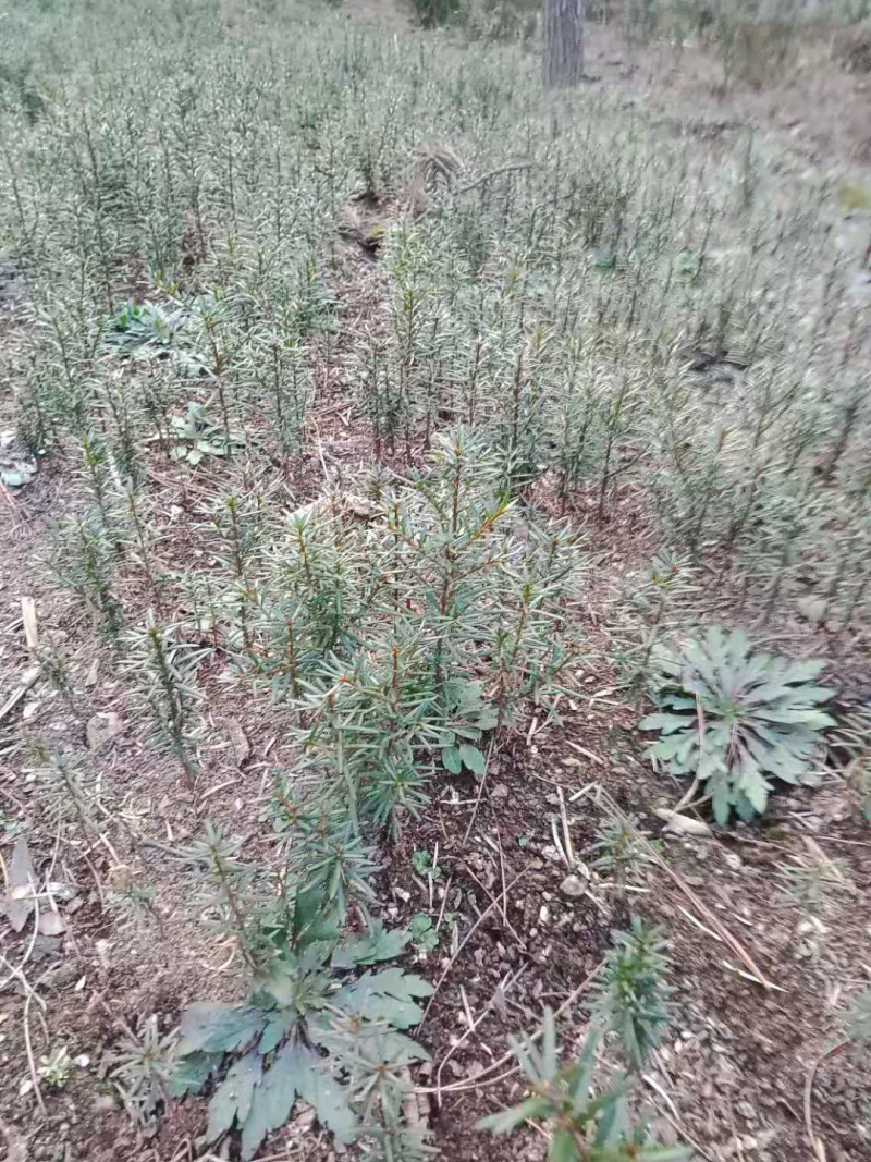 红豆杉