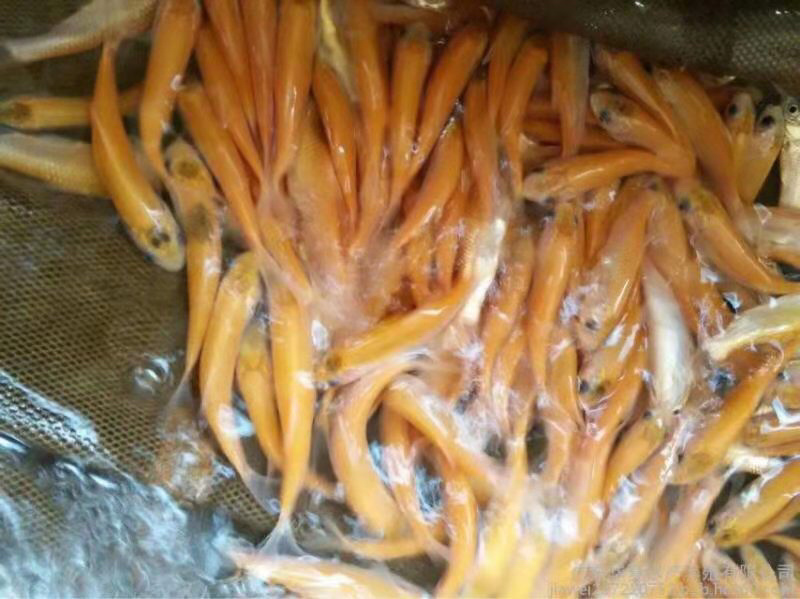 金草鱼苗俄罗斯金丝皖鱼苗黄金皖+自孵水花
