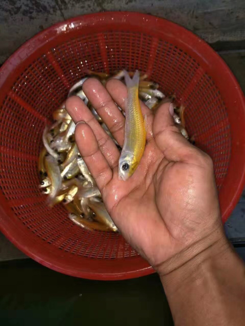 金草鱼苗俄罗斯金丝皖鱼苗黄金皖+自孵水花