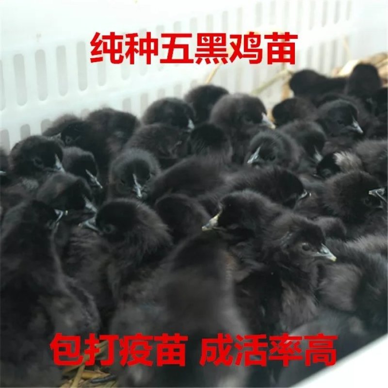 纯种五黑鸡苗黑鸡苗孵化场直发，包技术包防疫成活
