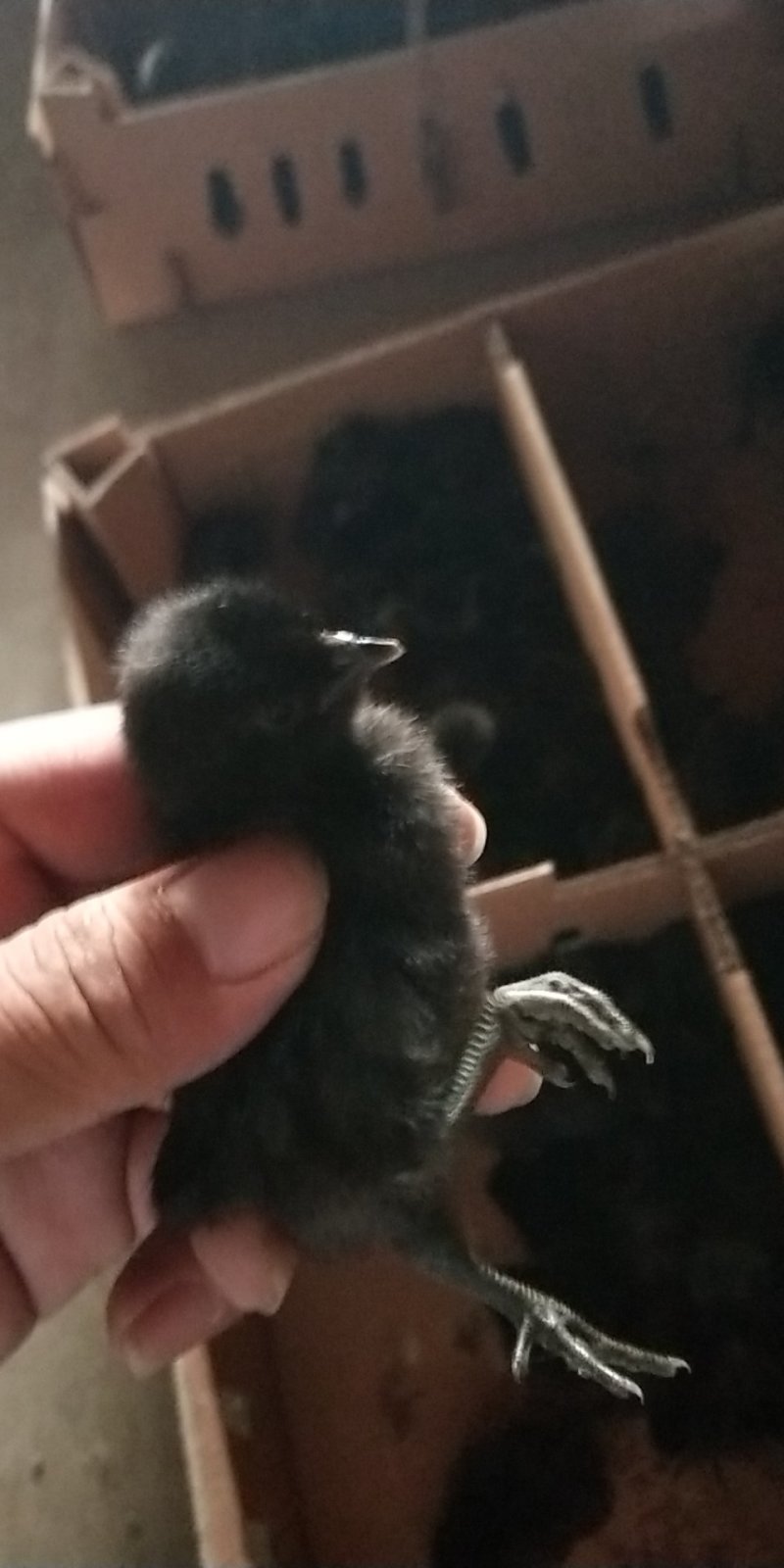 纯种五黑鸡苗黑鸡苗孵化场直发，包技术包防疫成活