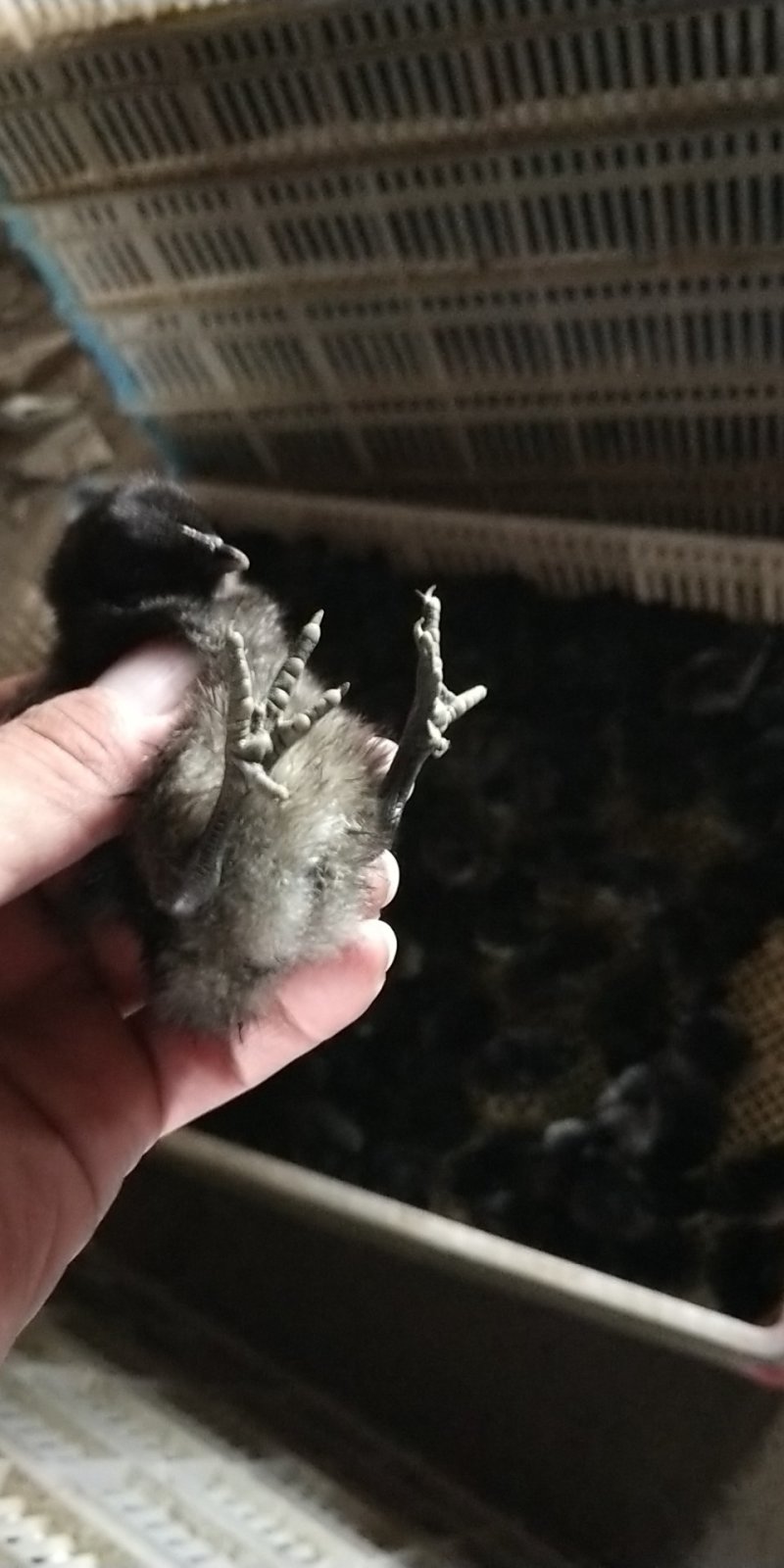 纯种五黑鸡苗黑鸡苗孵化场直发，包技术包防疫成活