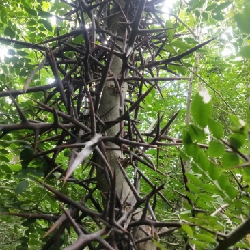 皂角苗产刺皂角苗1公分左右皂角苗现挖现卖