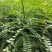 皂角苗产刺皂角苗1公分左右皂角苗现挖现卖