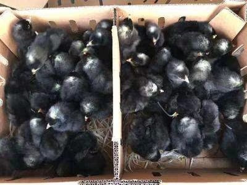 芦花鸡苗脱温鸡苗，孵化场直发，包运输成活包疫苗