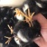 芦花鸡苗脱温鸡苗,孵化场直发,包运输成活包疫苗
