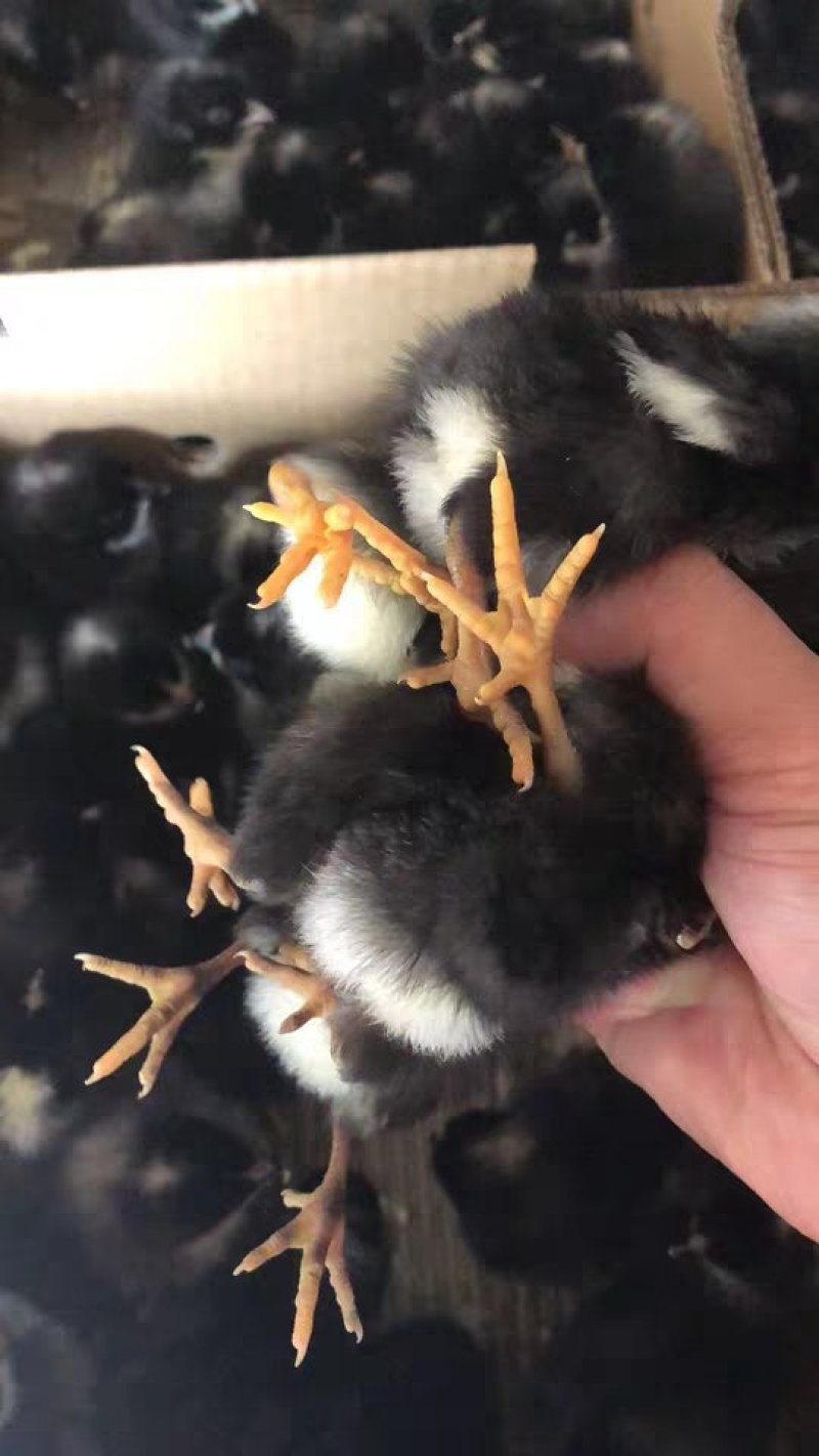 芦花鸡苗脱温鸡苗，孵化场直发，包运输成活包疫苗