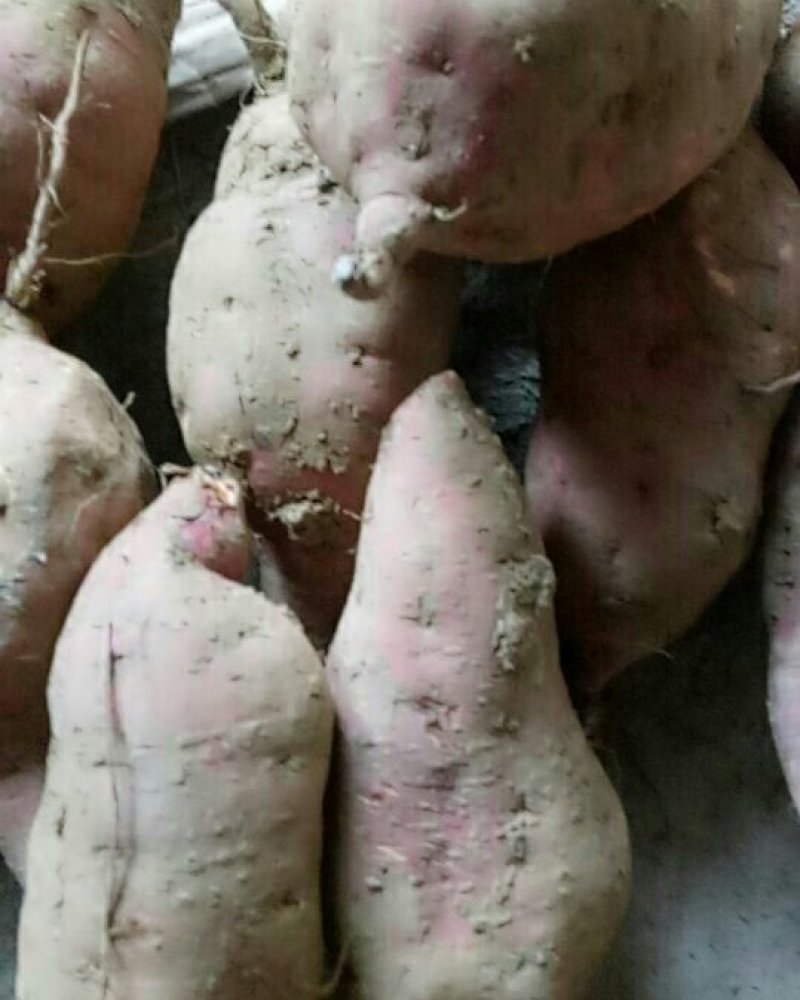 红薯