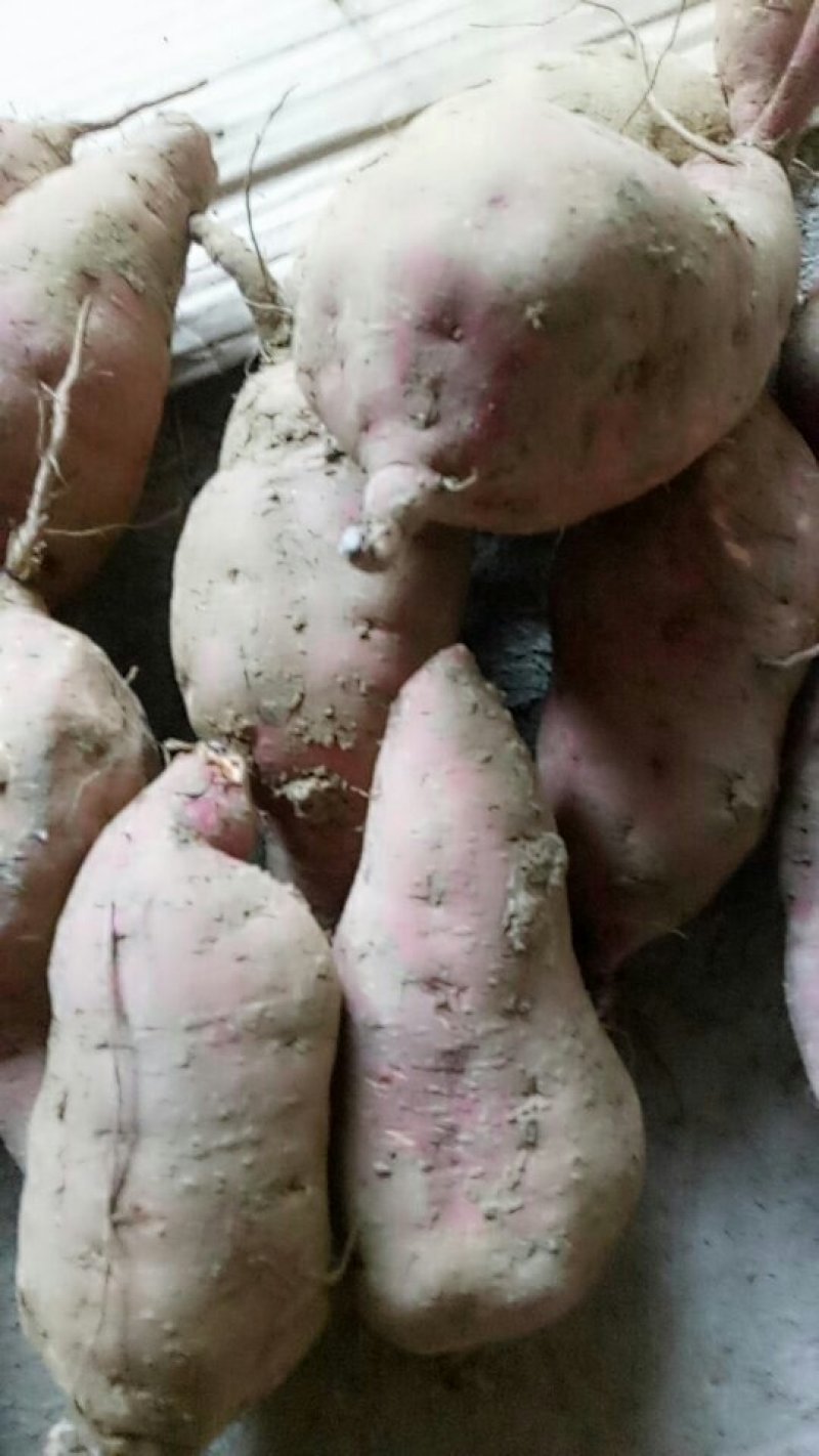 红薯