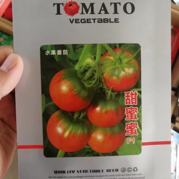 番茄种子，水果番茄