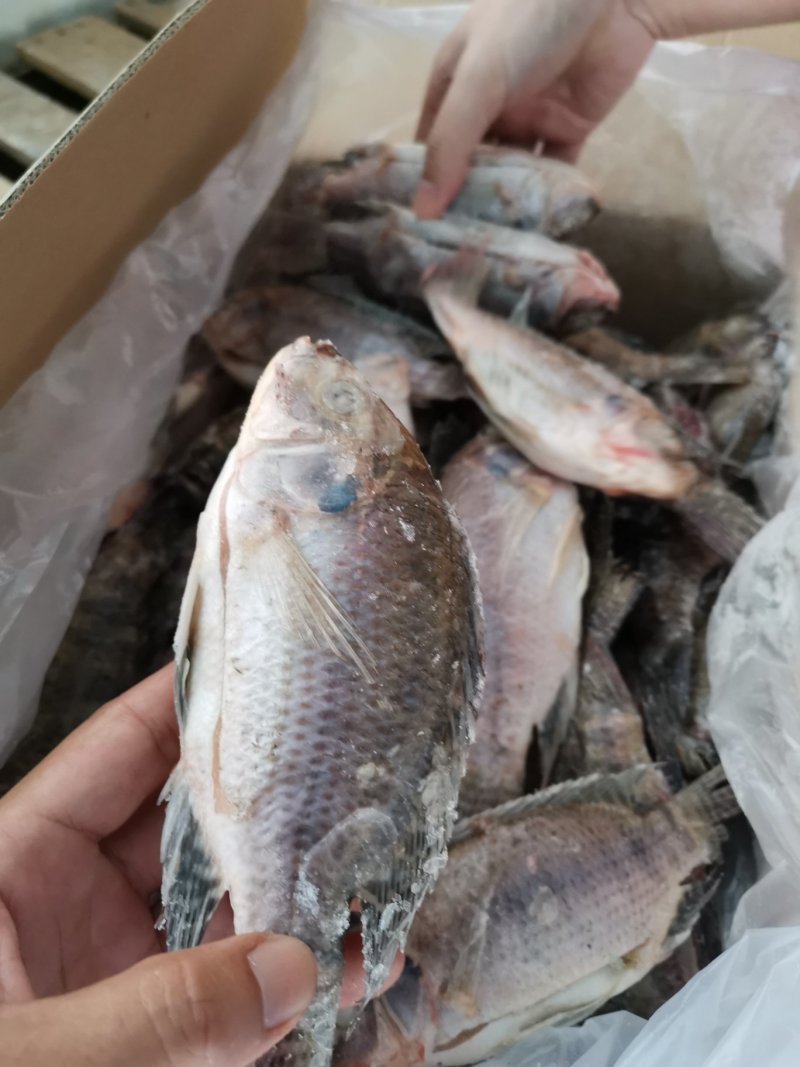 罗非鱼