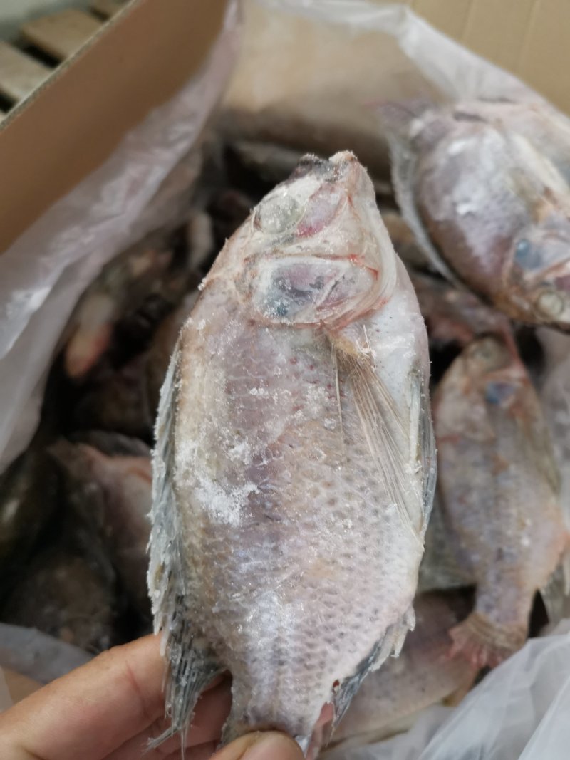 罗非鱼