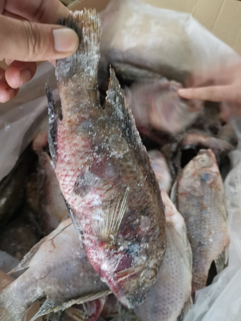 罗非鱼