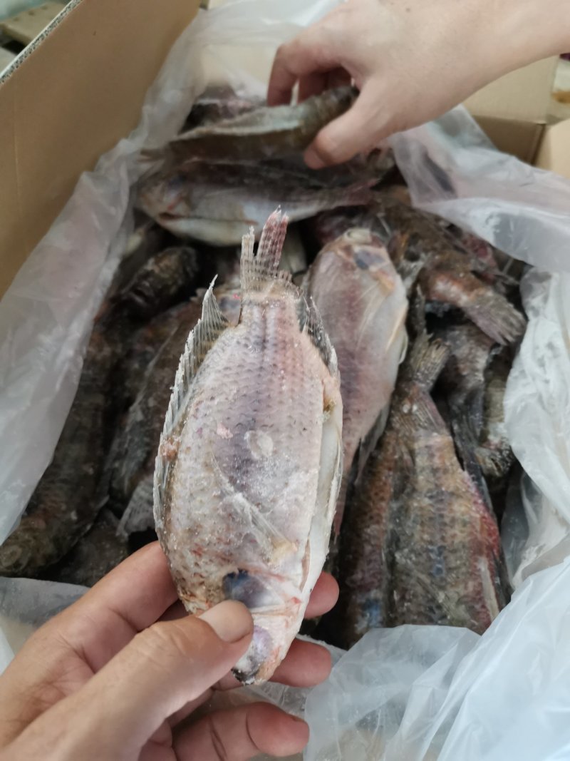 罗非鱼