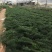 小文竹48装一件，买十件送一件