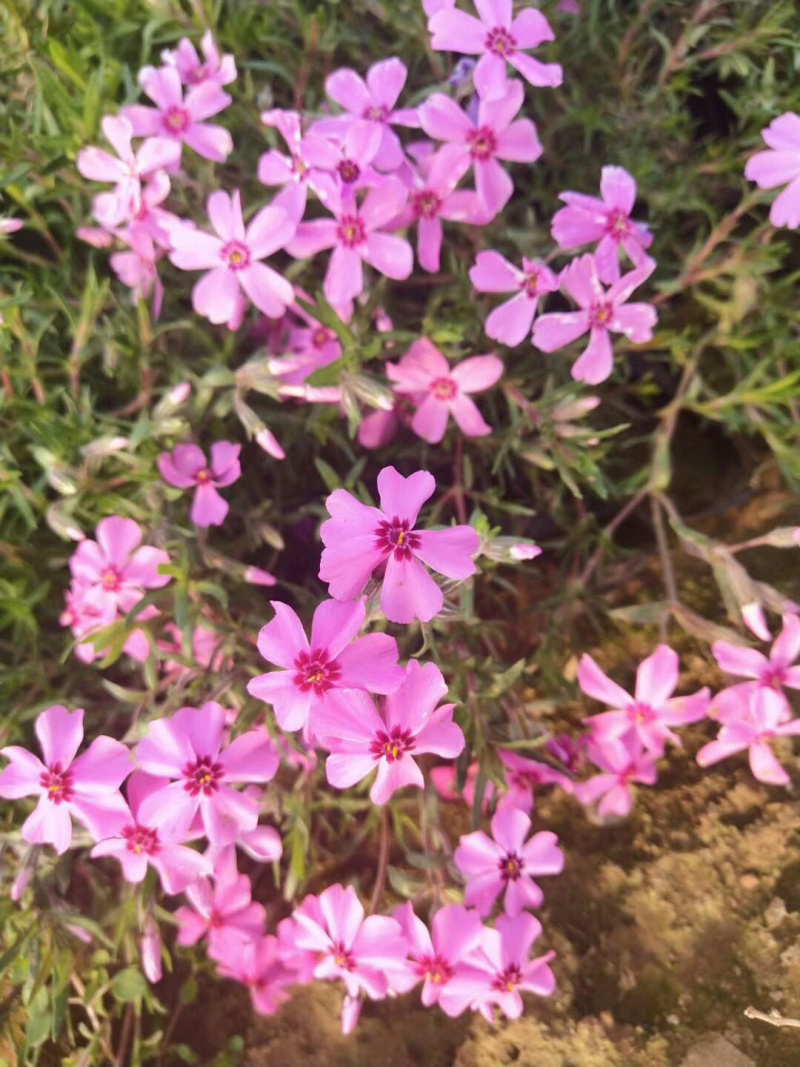 芝樱