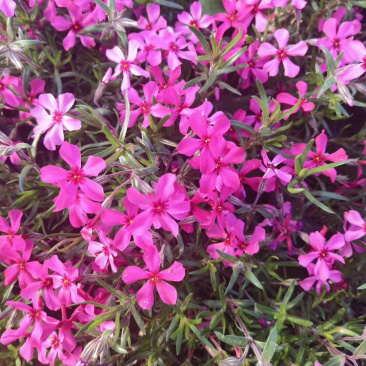 芝樱