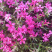 芝樱