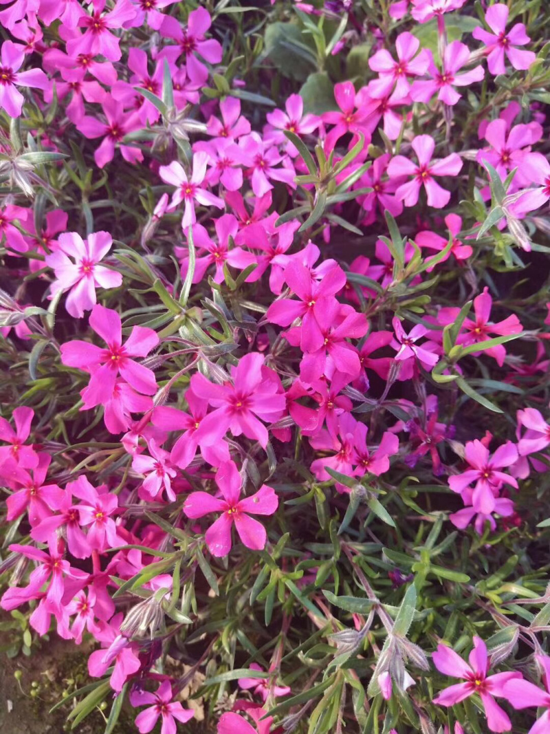 芝樱