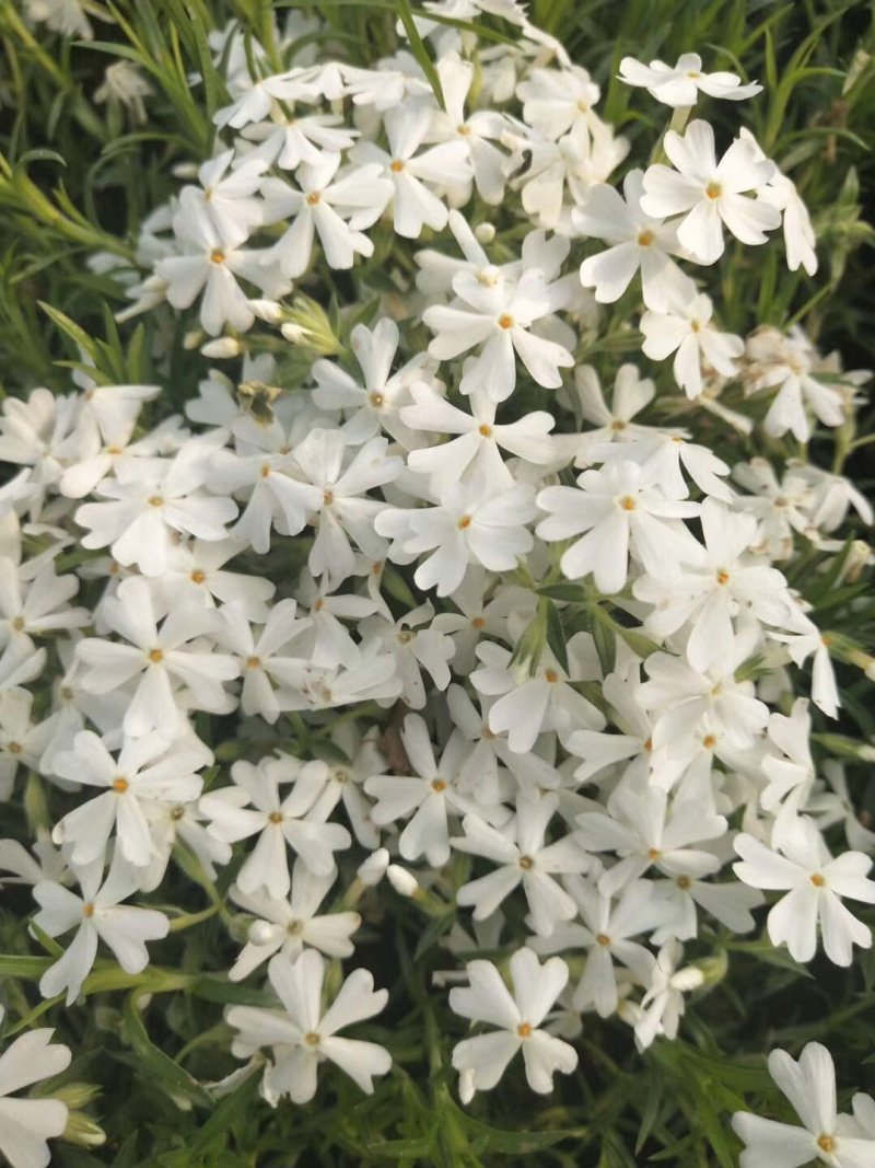 芝樱