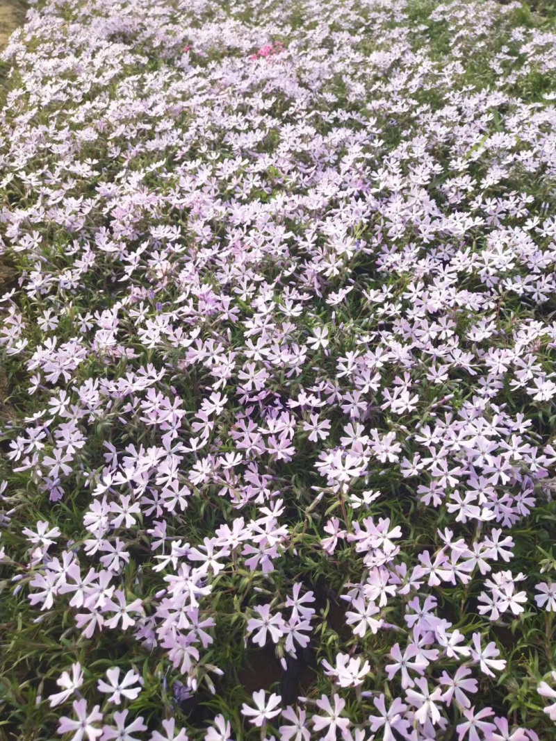 芝樱