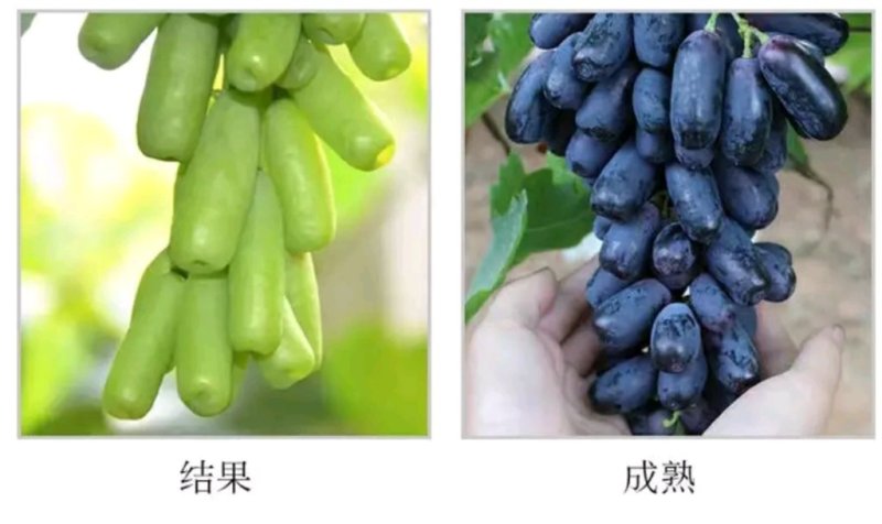 【正品】蓝宝石葡萄苗苗纯，让农户放心38年专业葡萄苗基地