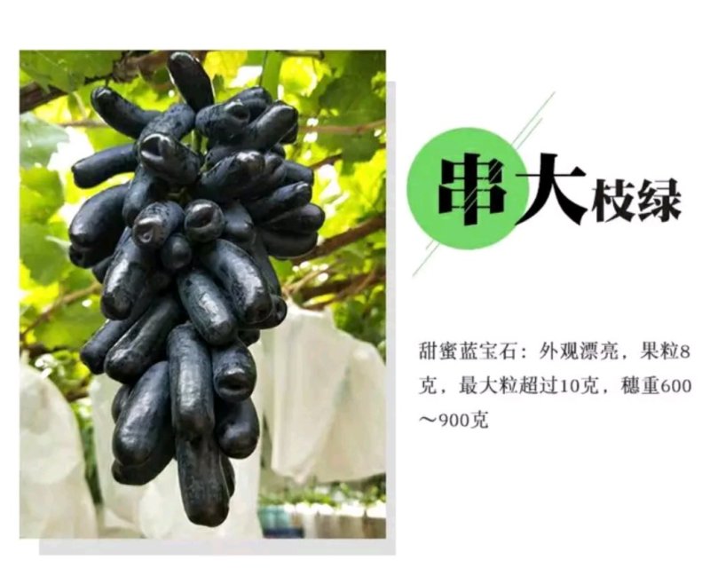 【正品】蓝宝石葡萄苗苗纯，让农户放心38年专业葡萄苗基地