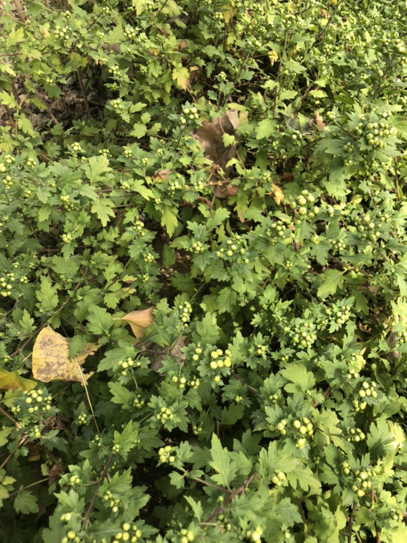 菊花茶