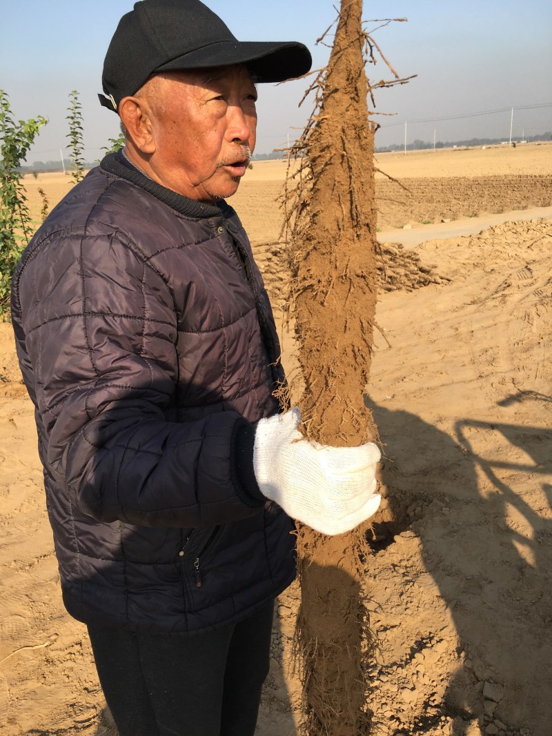棒山药，条形好，口感绵弱，纯沙地