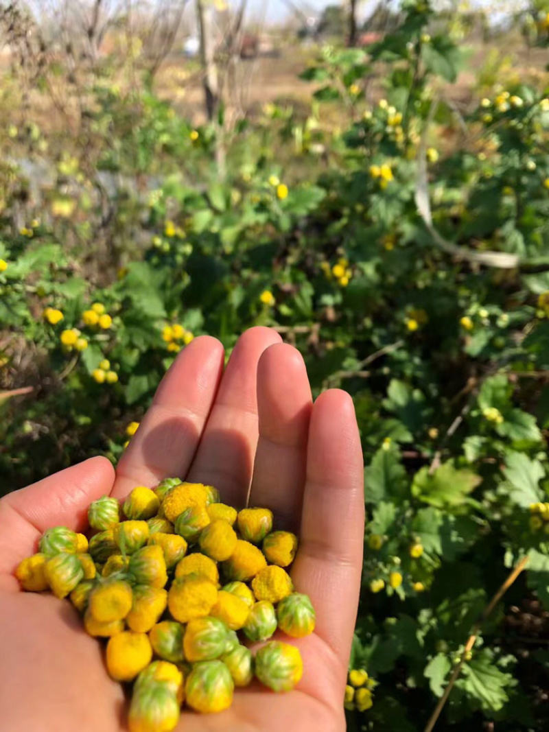 菊花茶