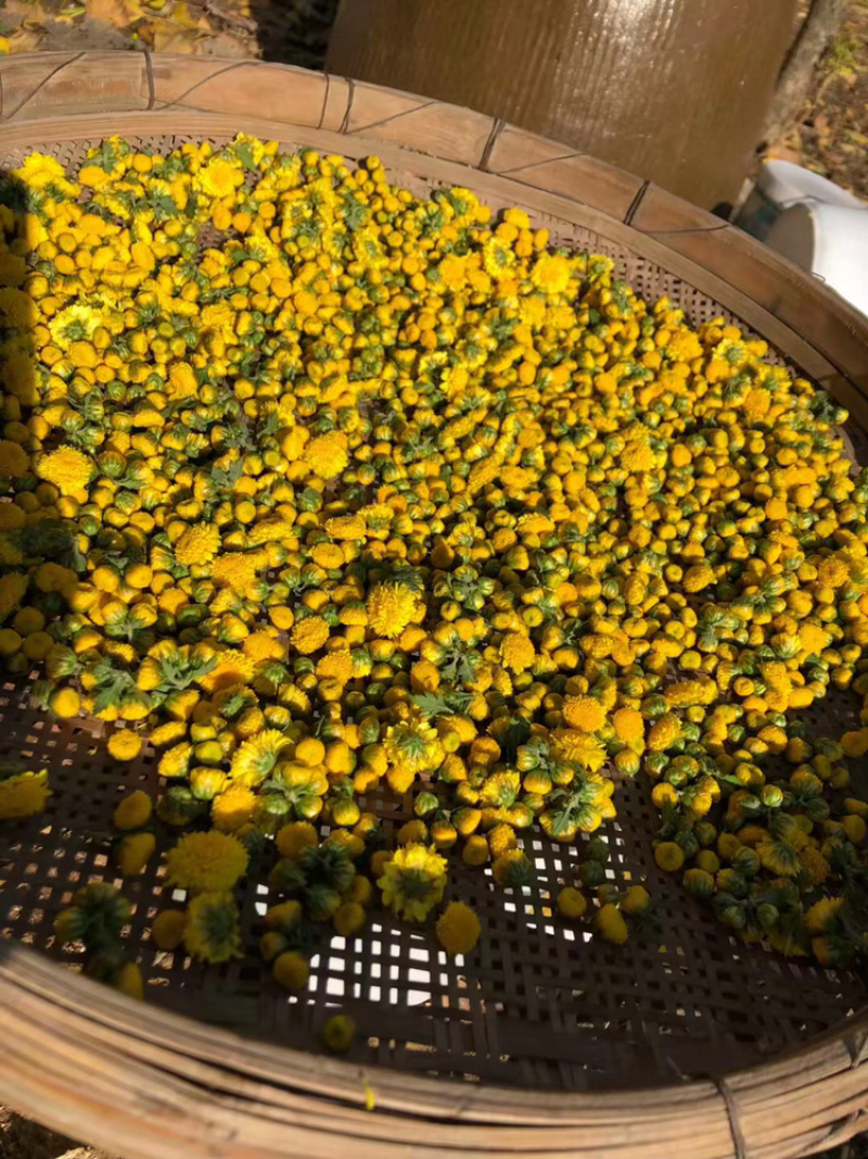 菊花茶