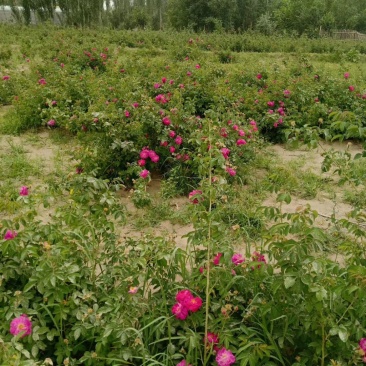 蜂蜜