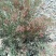 蜂蜜