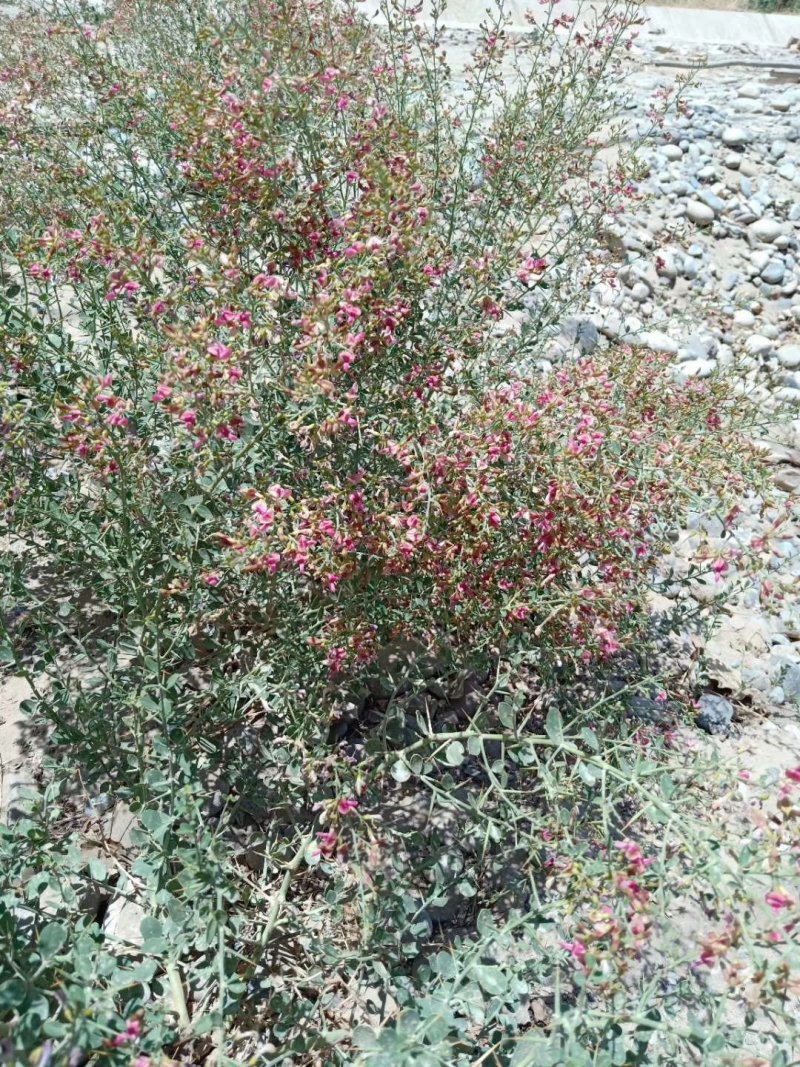 蜂蜜