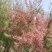 蜂蜜